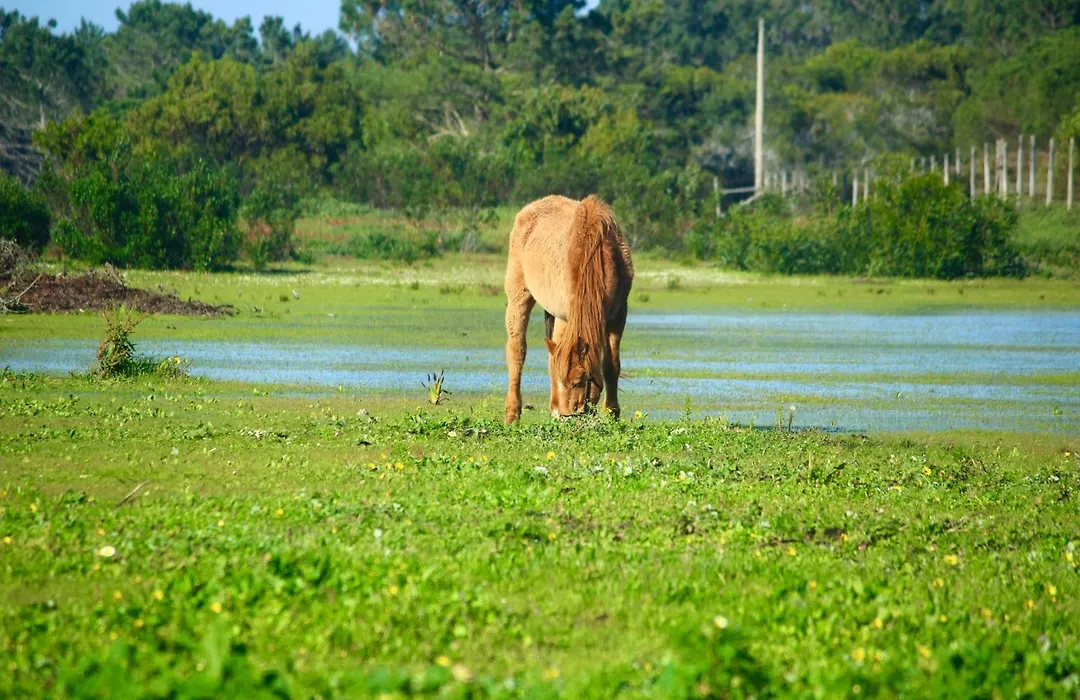 Herdade Monte Do Sol-1